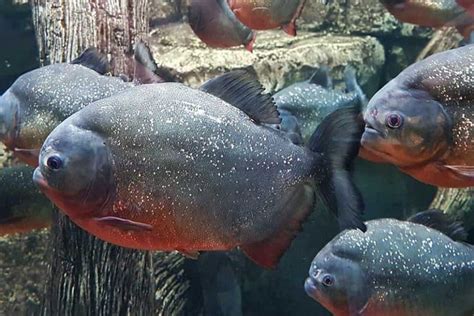 piranha bite force|animal bite psi.